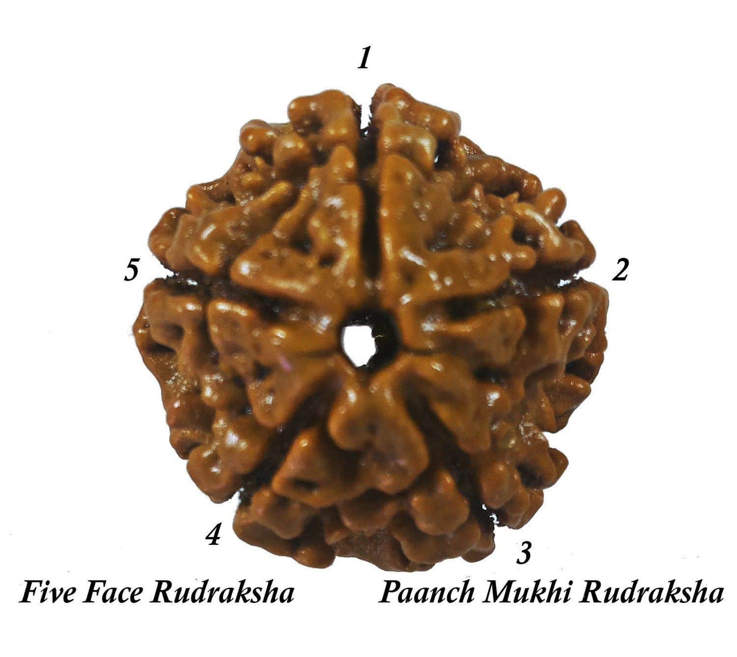 rudraksh5-compressor-compressor