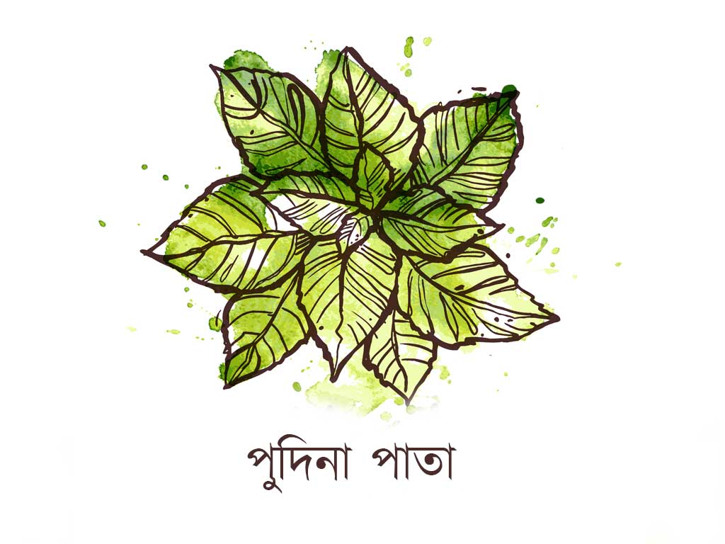 পুদিনা পাতা