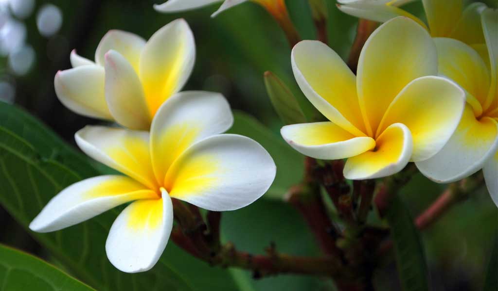 কাঁঠাল চাপা ফুল 
