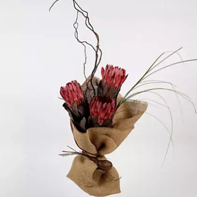 red protea brown