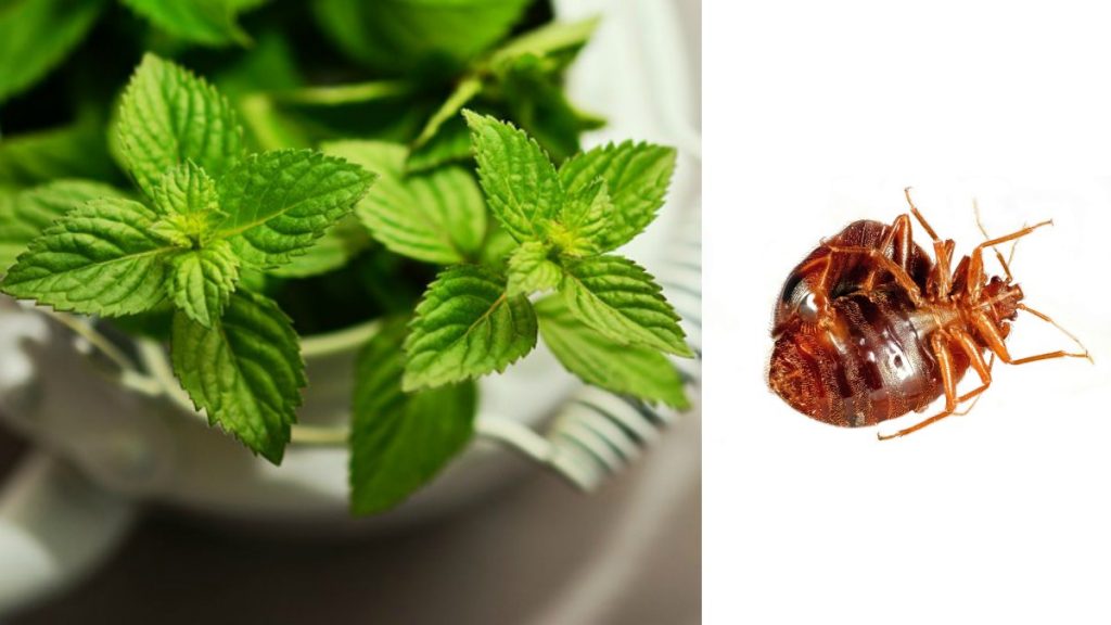 mint leaves can kill bed bugs
