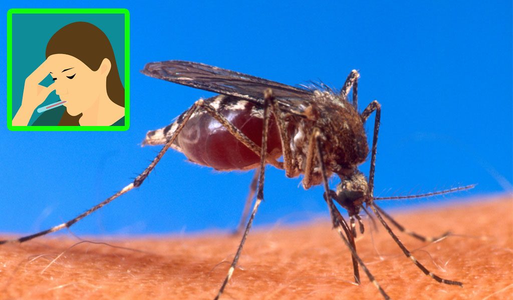 dengue fever and mosquito