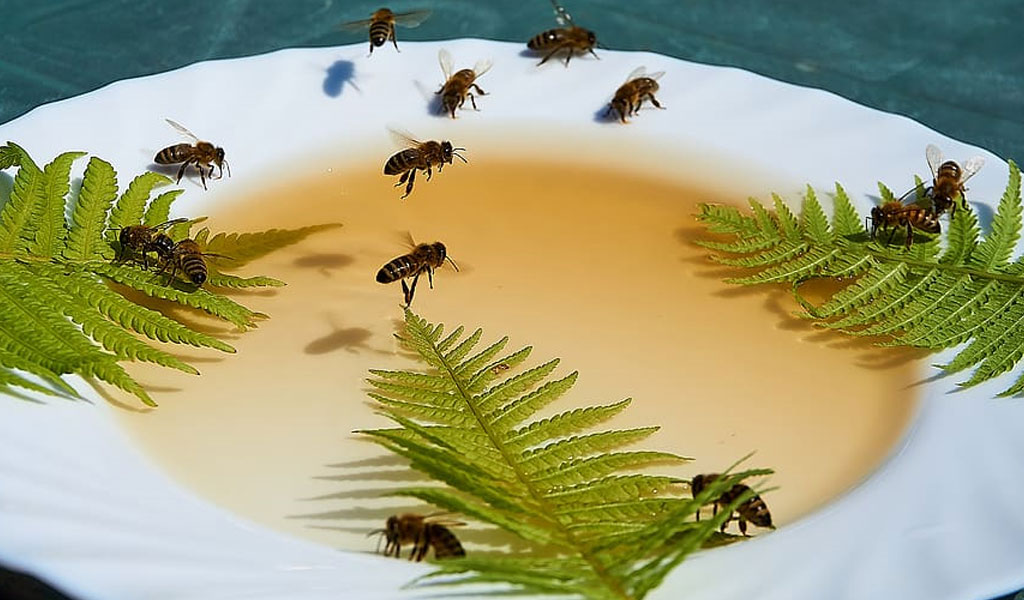 bees and honey