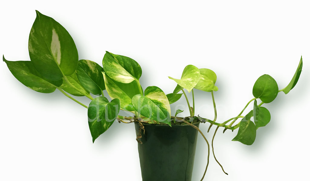 money plant