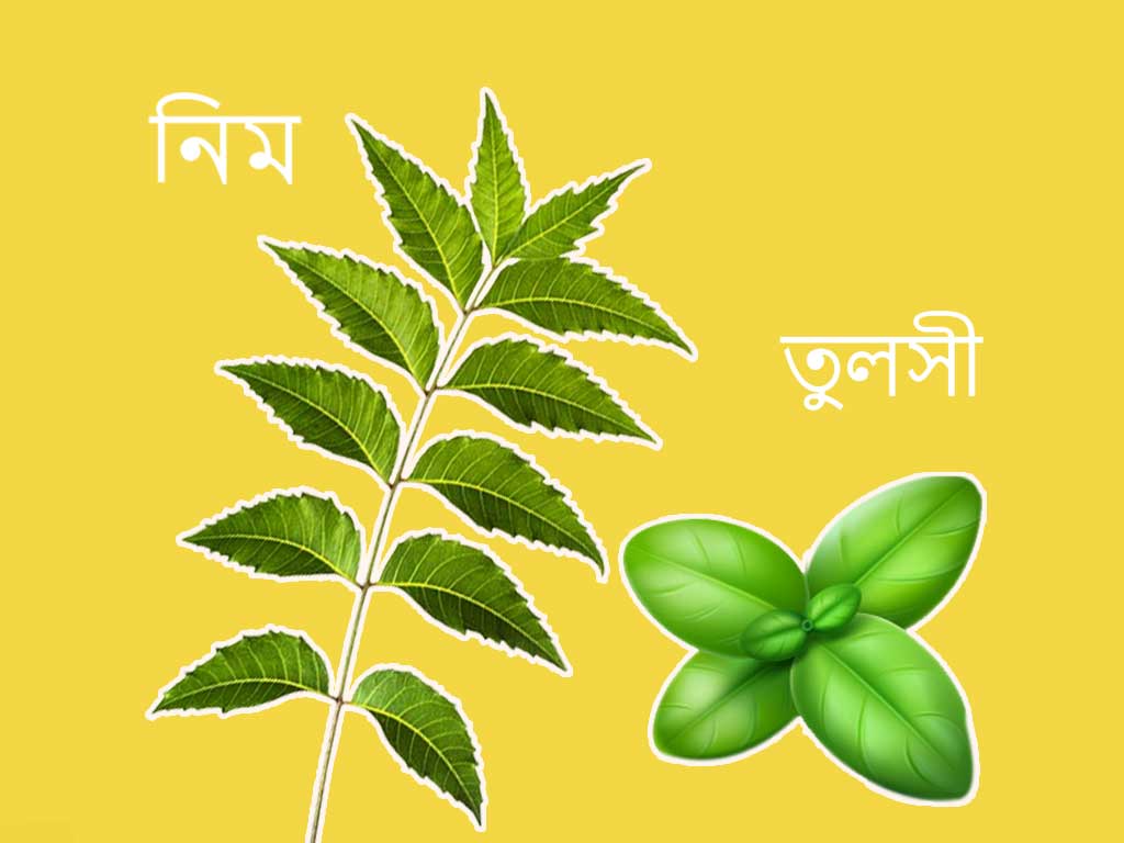  নিমপাতা, তুলসী পাতা