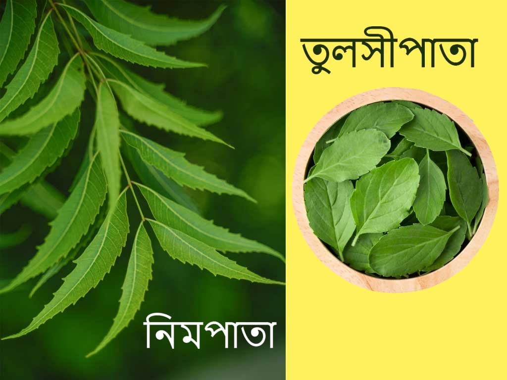  নিমপাতা, তুলসীপাতা