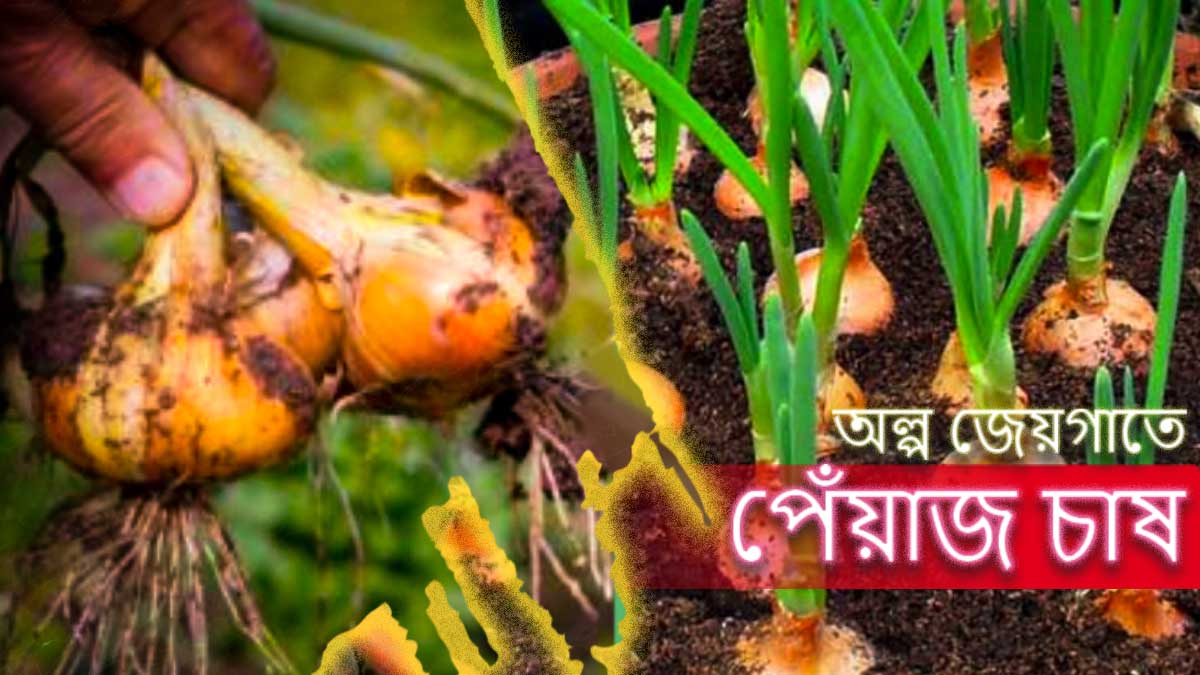 বাড়ির অল্প জেয়গাতে সহজেই করুণ পেঁয়াজ চাষ