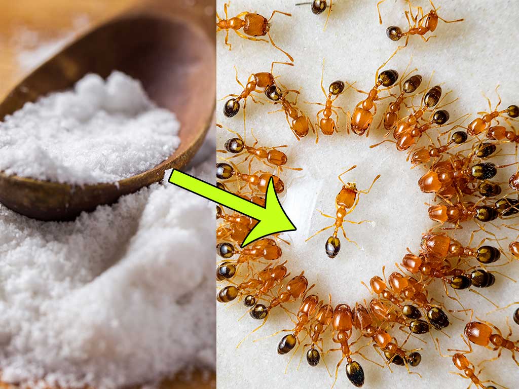 ants and salt