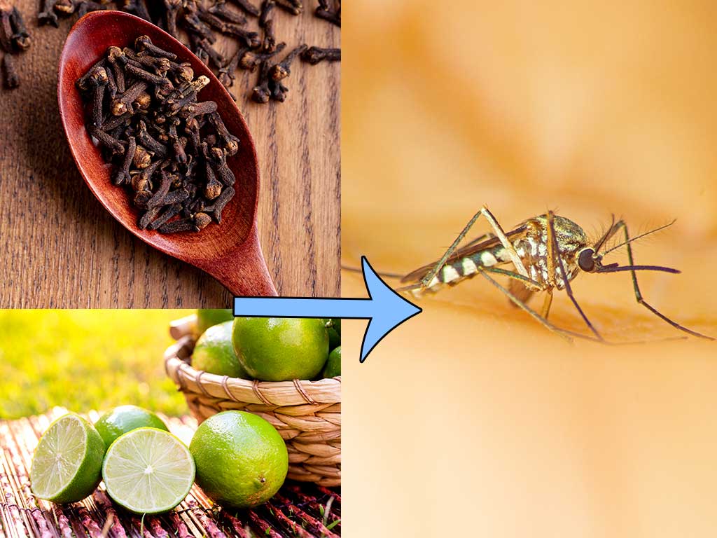 lemon cloves and mosquito