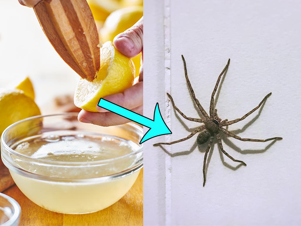 spider and lemon juice