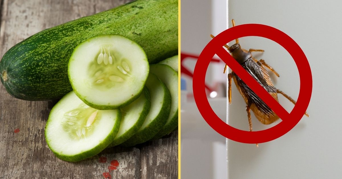 Sliced Cucumber, Cross Sign On Insect