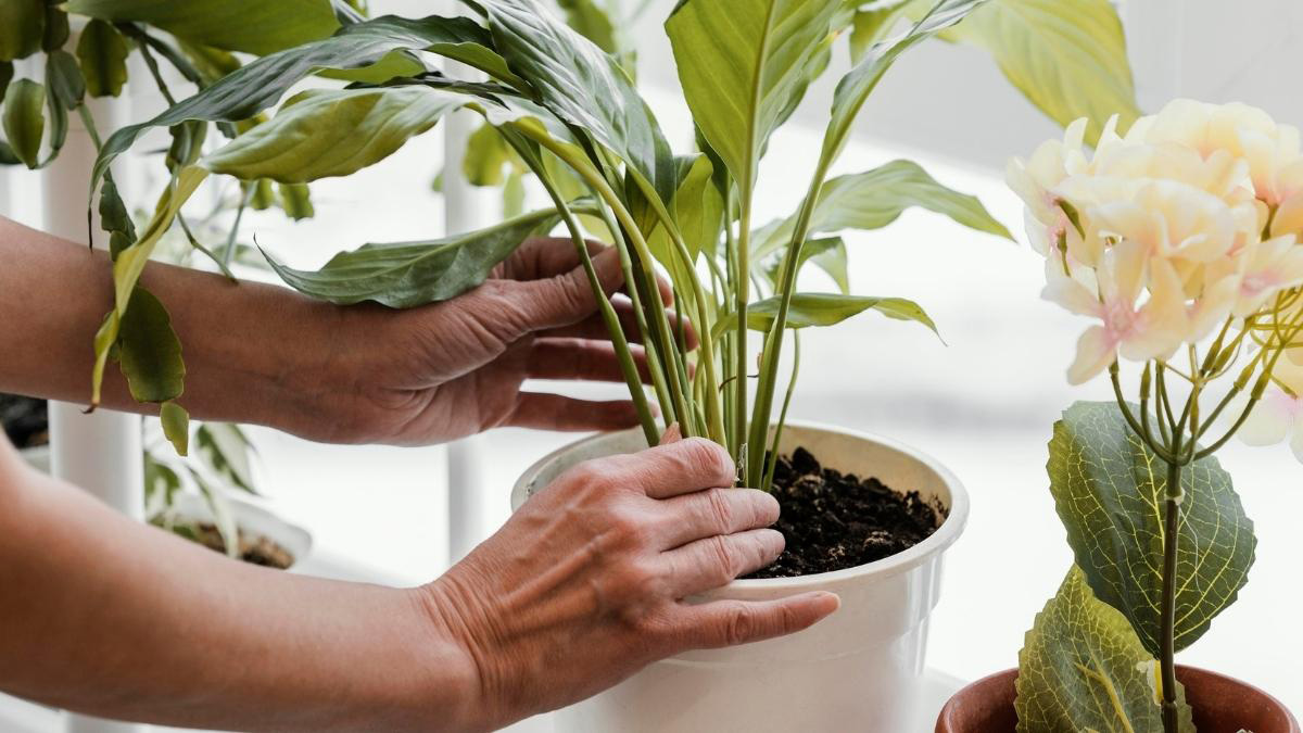 indoor plants care